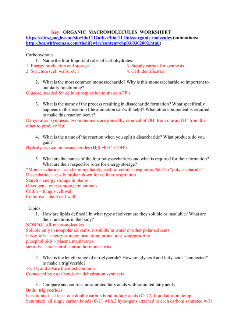 Organic Macromolecules Worksheet Biology Review Organic Macromolecules Worksheet Biology Review