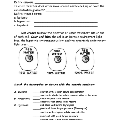 Osmosis And Tonicity Worksheet Cell Biology