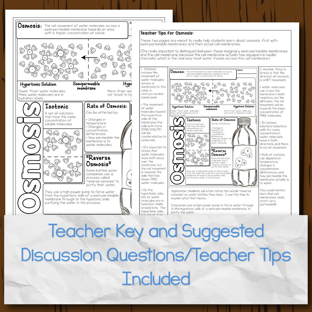 Osmosis In Cells Doodle Diagrams Osmosis In Cells Doodle Diagrams