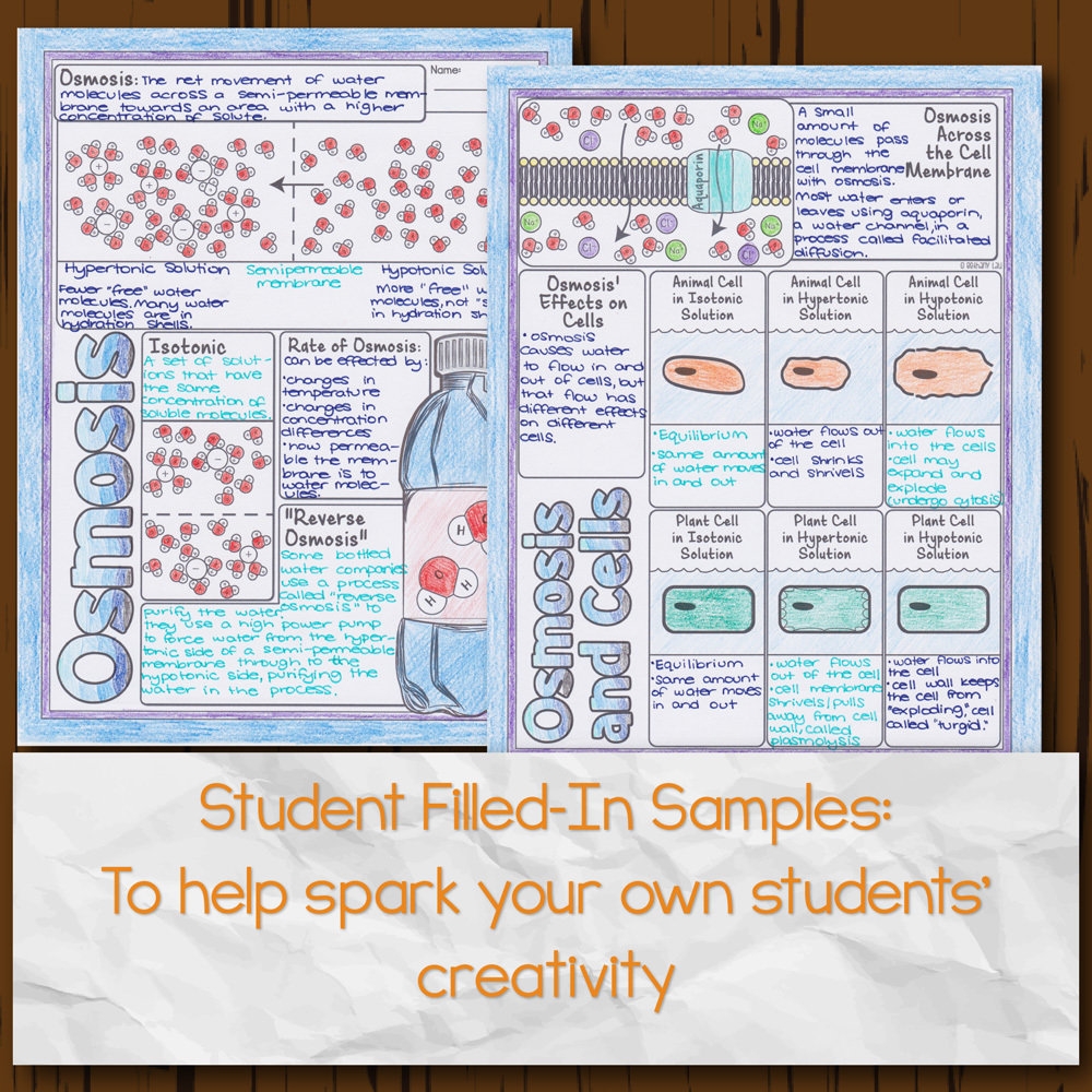 osmosis in cells worksheet answers osmosis in cells worksheet answers