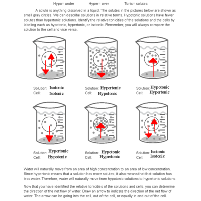 Osmosis Worksheet 2 Understanding Tonicity In Solutions And Cells Studocu