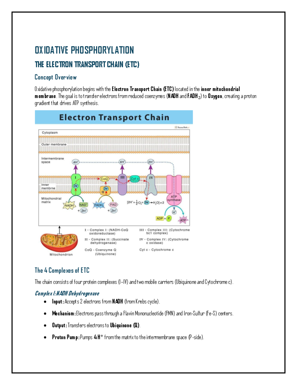 Oxidative Phosphorylation ETC Overview Biology 101 Studocu Oxidative Phosphorylation ETC Overview Biology 101 Studocu