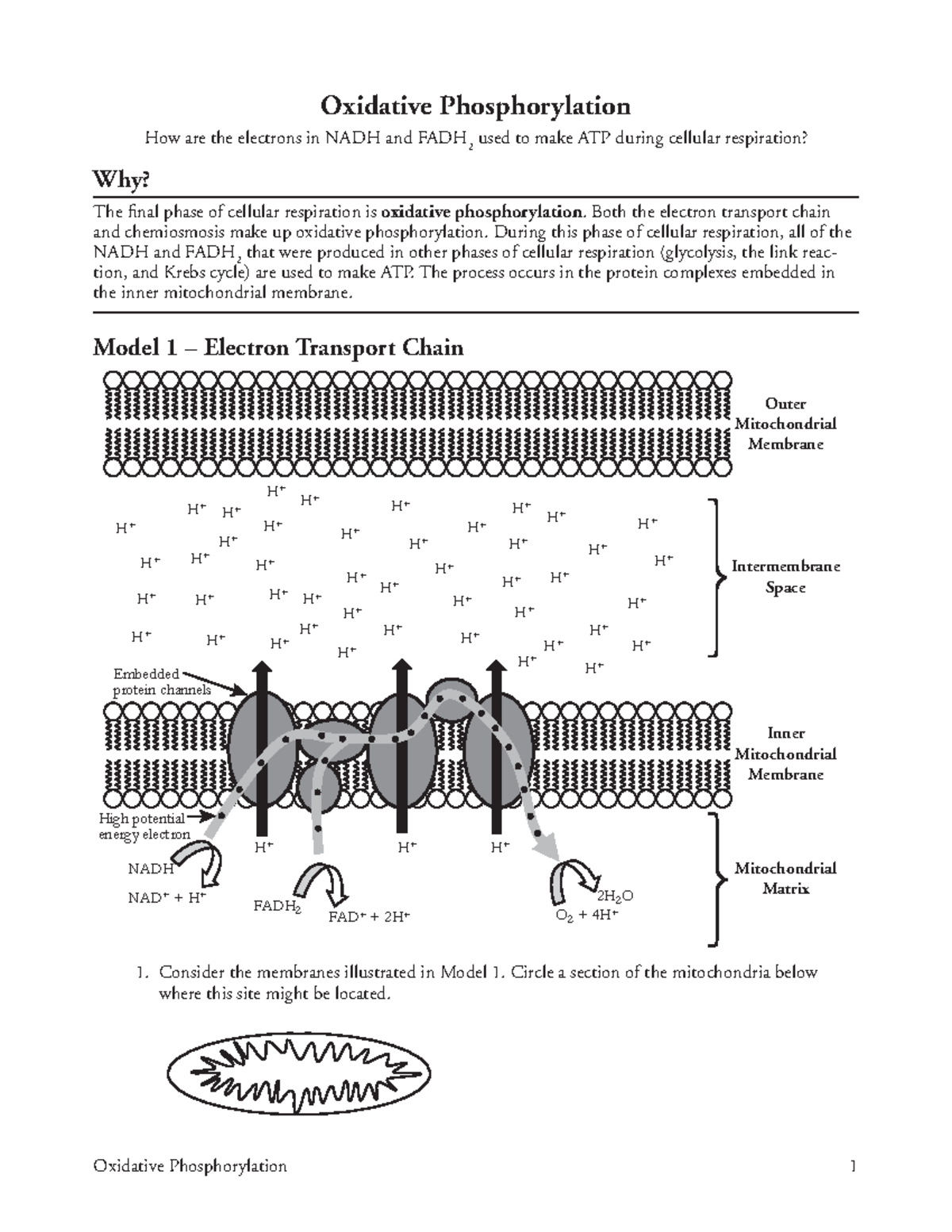 Oxidative Phosphorylation Overview For AP Biology 10 Studocu Oxidative Phosphorylation Overview For AP Biology 10 Studocu