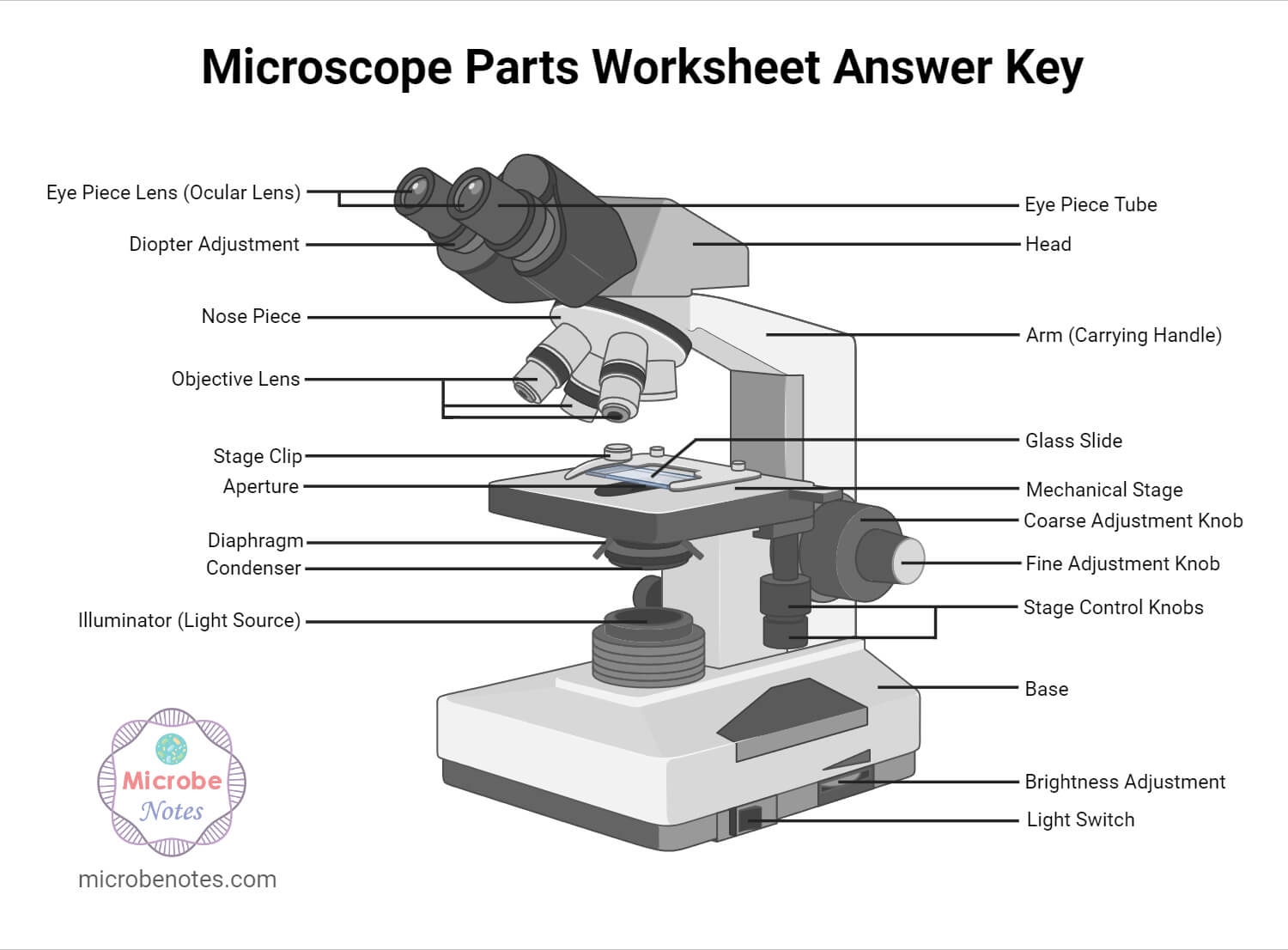 Parts Of A Microscope With Functions And Labeled Diagram