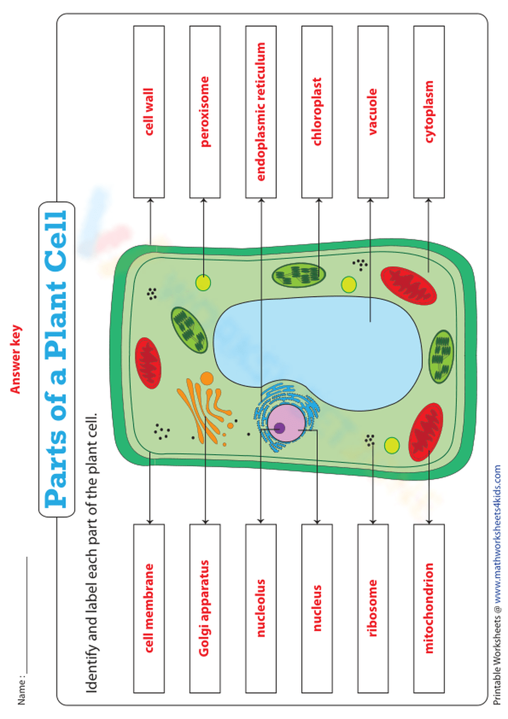 Parts Of A Plant Cell Worksheet