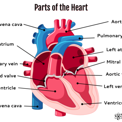 Parts Of The Heart Human Heart Anatomy And Worksheets