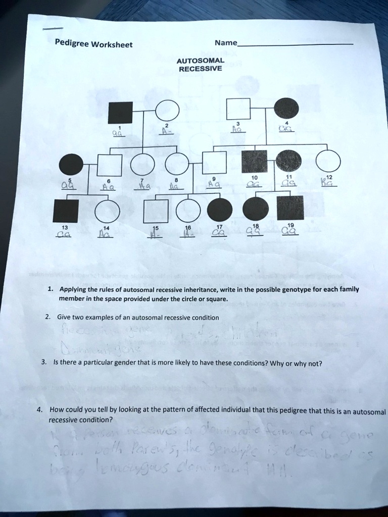 Pedigree Worksheet Name AUTOSOMAL RECESSIVE 1 Aa 2 A 3 Aa 4 
