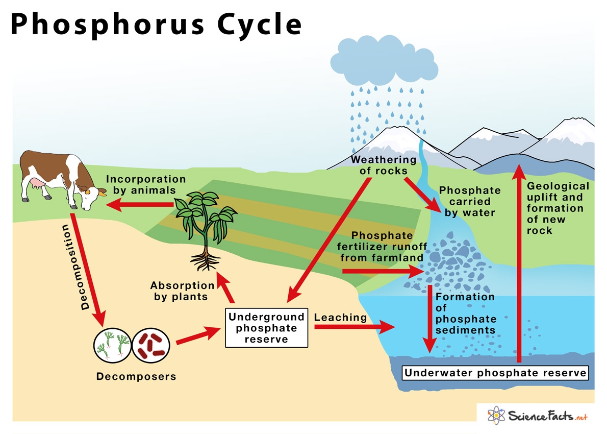 Phosphorus Cycle Definition Steps Importance With Diagram