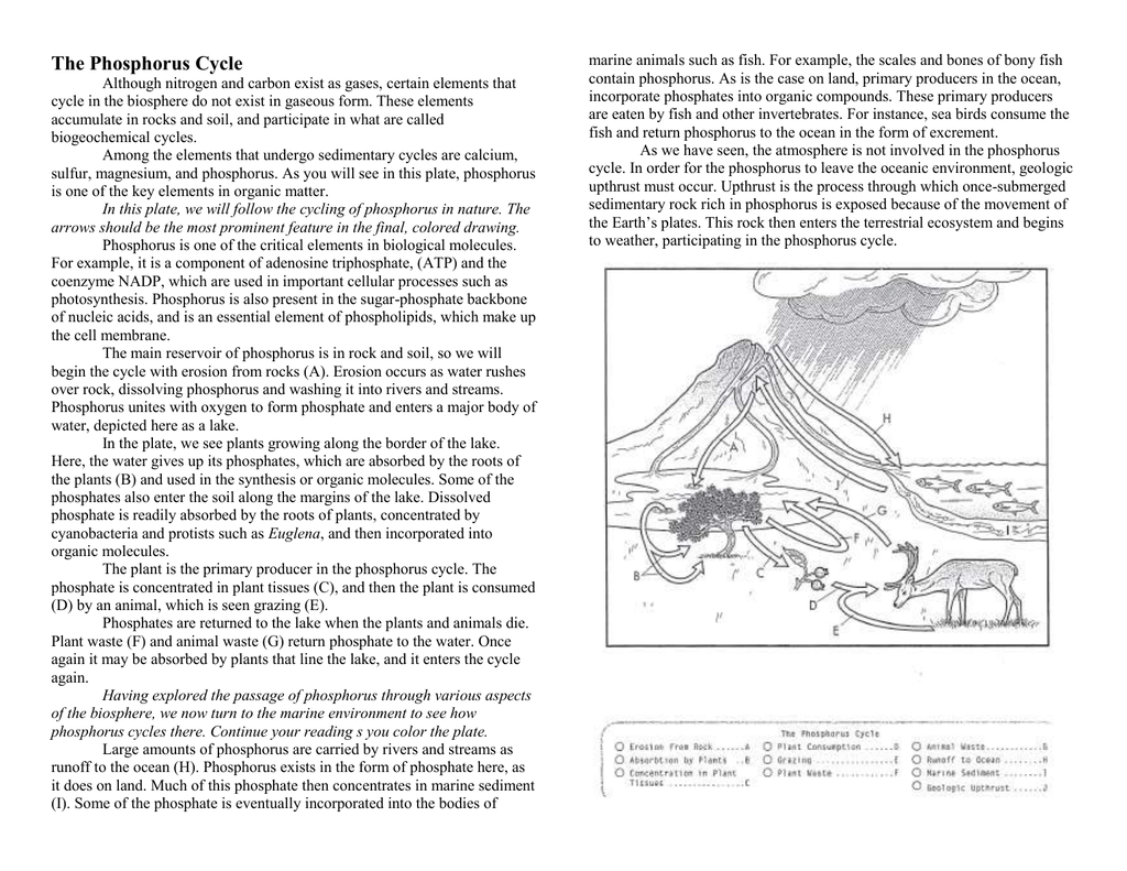 Phosphorus Cycle Diagram Explanation