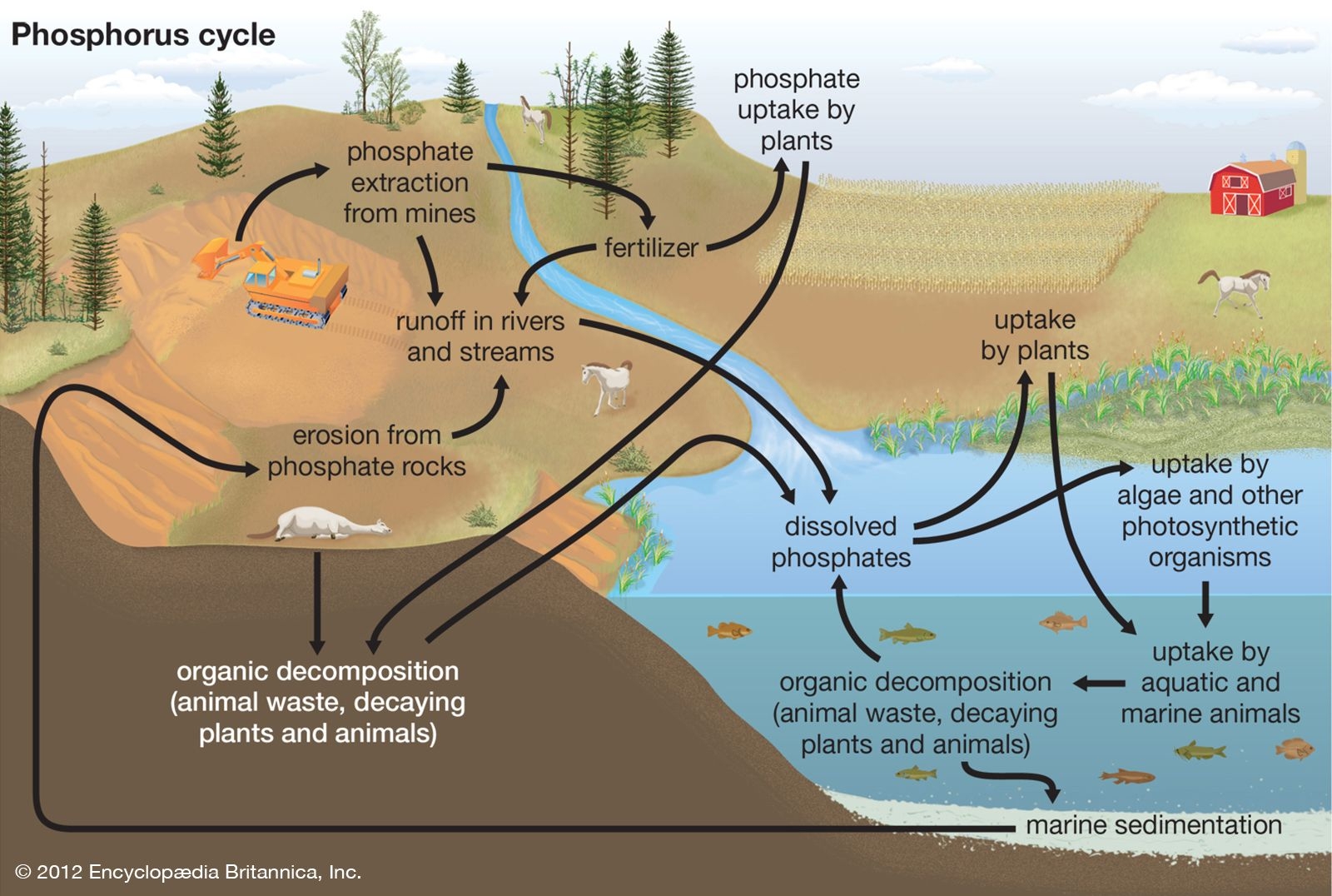 cycles worksheet phosphorus cycle answers