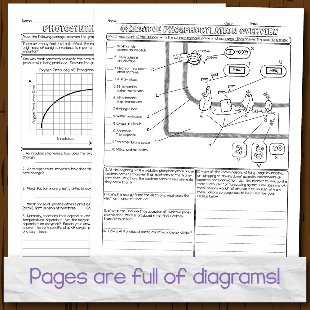 Photosynthesis And Respiration Homework Pages Photosynthesis And Respiration Homework Pages