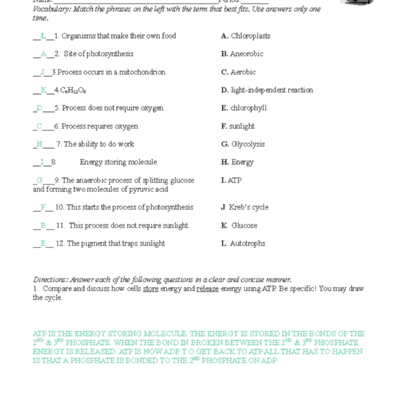 Photosynthesis Cellular Respiration Review Worksheet Key Concepts Studocu