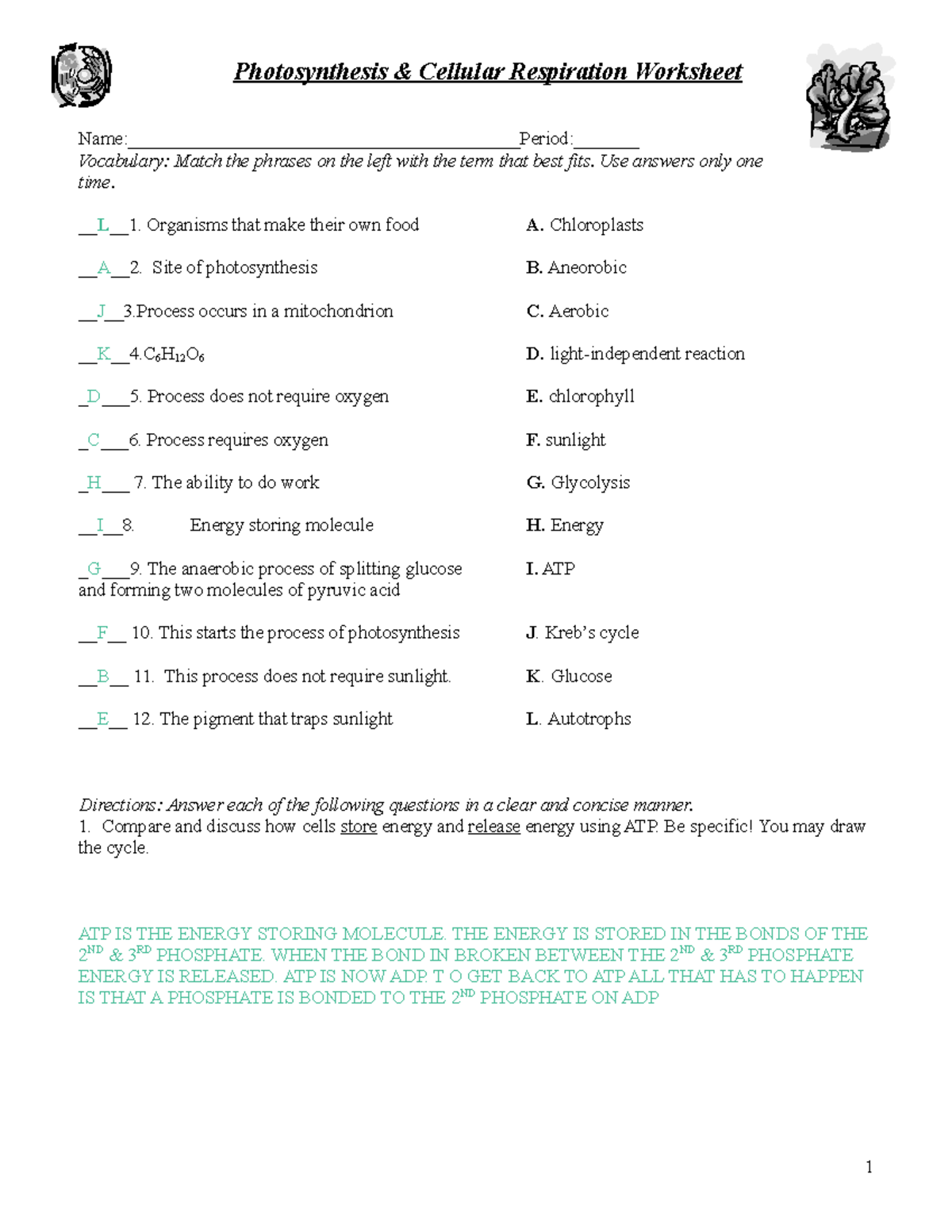 cellular respiration worksheet answers