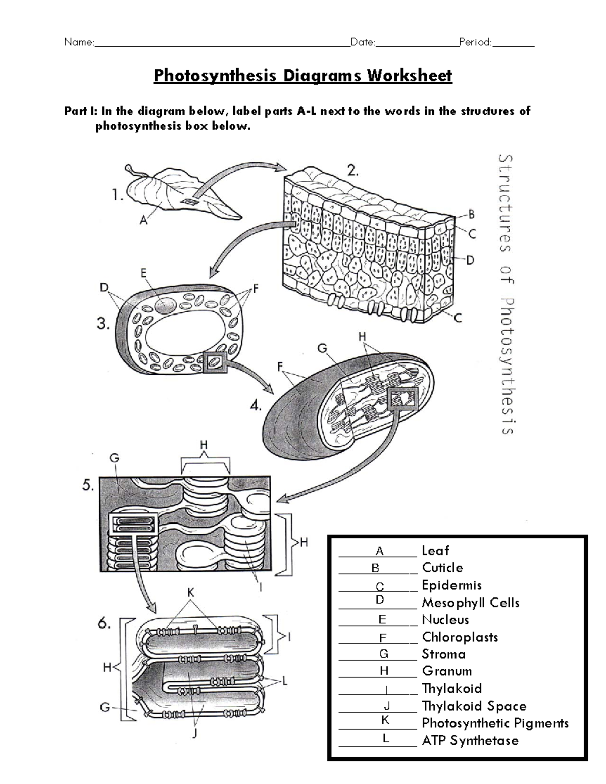 Photosynthesis Diagram Worksheet KEY For Biology 101 Studocu Photosynthesis Diagram Worksheet KEY For Biology 101 Studocu