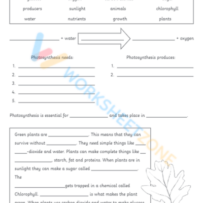 Photosynthesis Worksheets