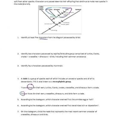 Phylogeny Review Worksheet Answers For Pre IB Biology Studocu