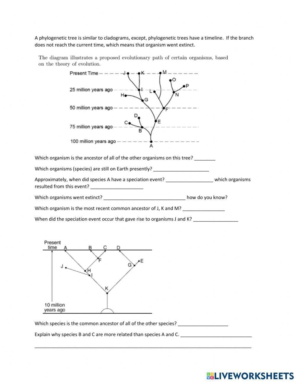 Phylogeny Worksheet Worksheets Library