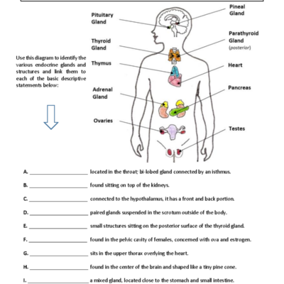 Physiol Wkst 11 Exploring The Endocrine System Functions And Glands Studocu