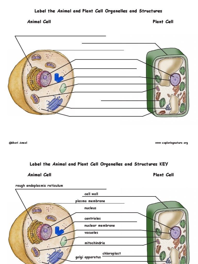 plant and animal cell worksheet pdf