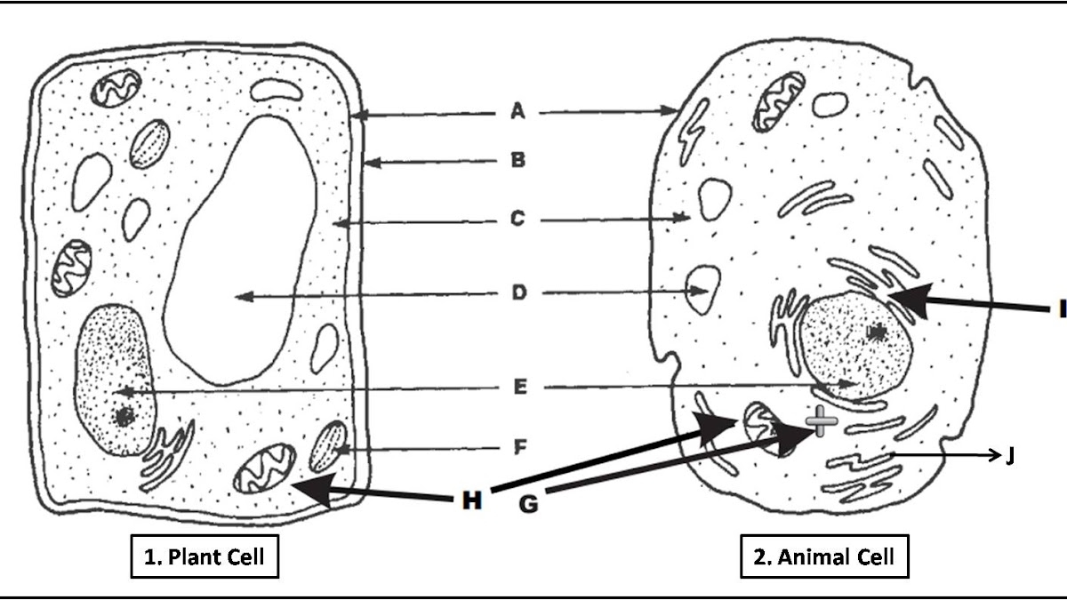 Plant Cell And Animal Cell Diagram Quiz