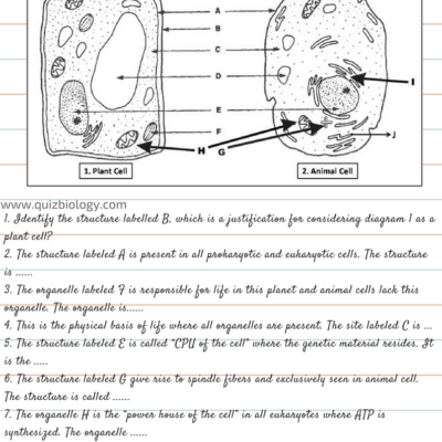 Plant Cell And Animal Cell Diagram Worksheet PDF