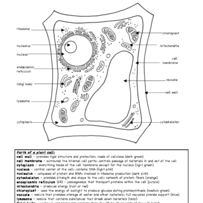 Plant Cell Coloring Labeling Guide Answer Key 7TH GHG Studocu