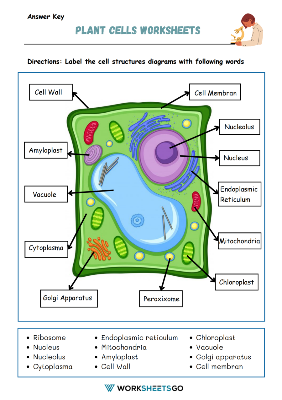 the plant cell worksheet answer key