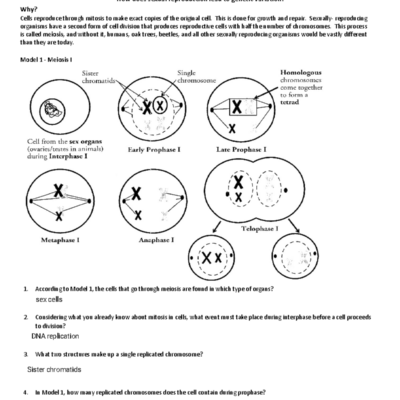 POGIL Meiosis Overview Key Concepts For Bio 101 Exam Review Studocu