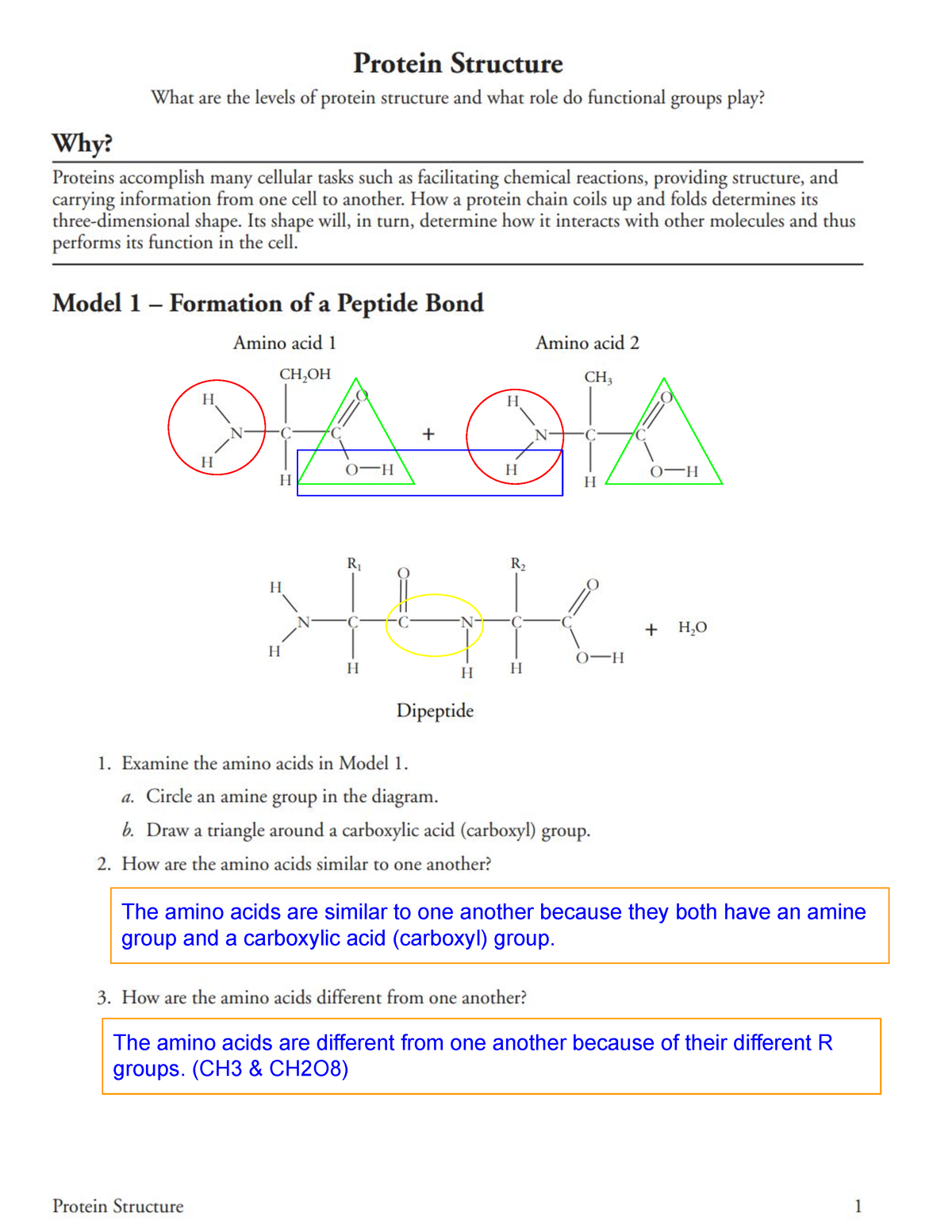 POGIL Protein Structure The Amino Acids Are Similar To One Worksheets Library