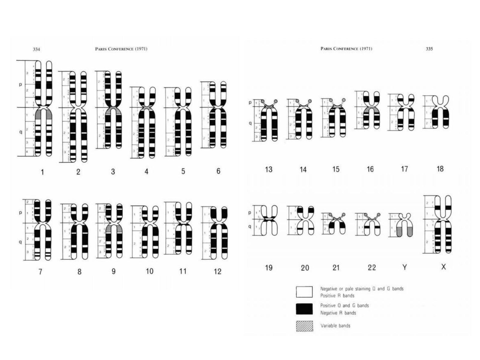 denver system worksheet karyotype answers denver system worksheet karyotype answers