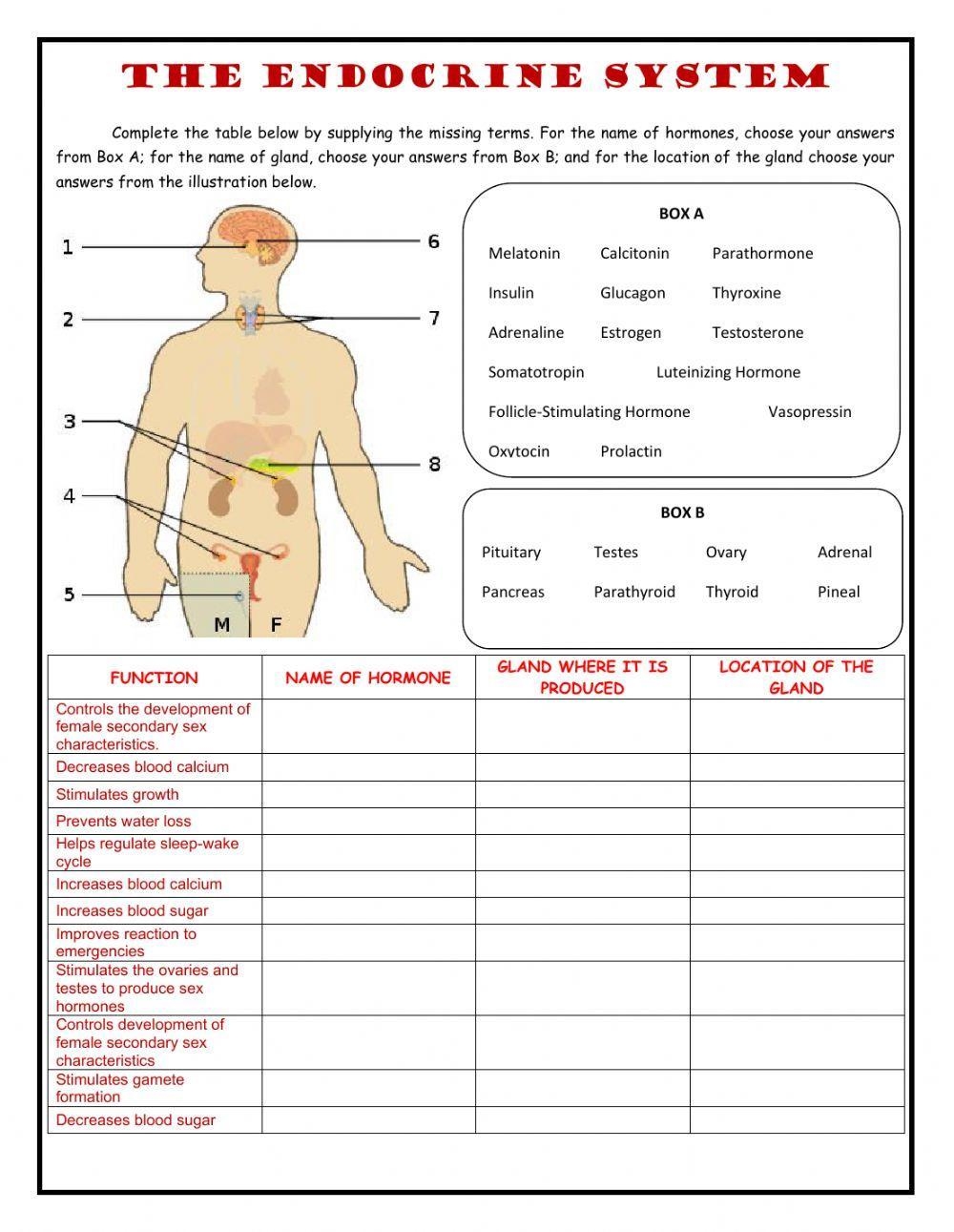 Practice Exercises Endocrine System Worksheet Worksheets Library