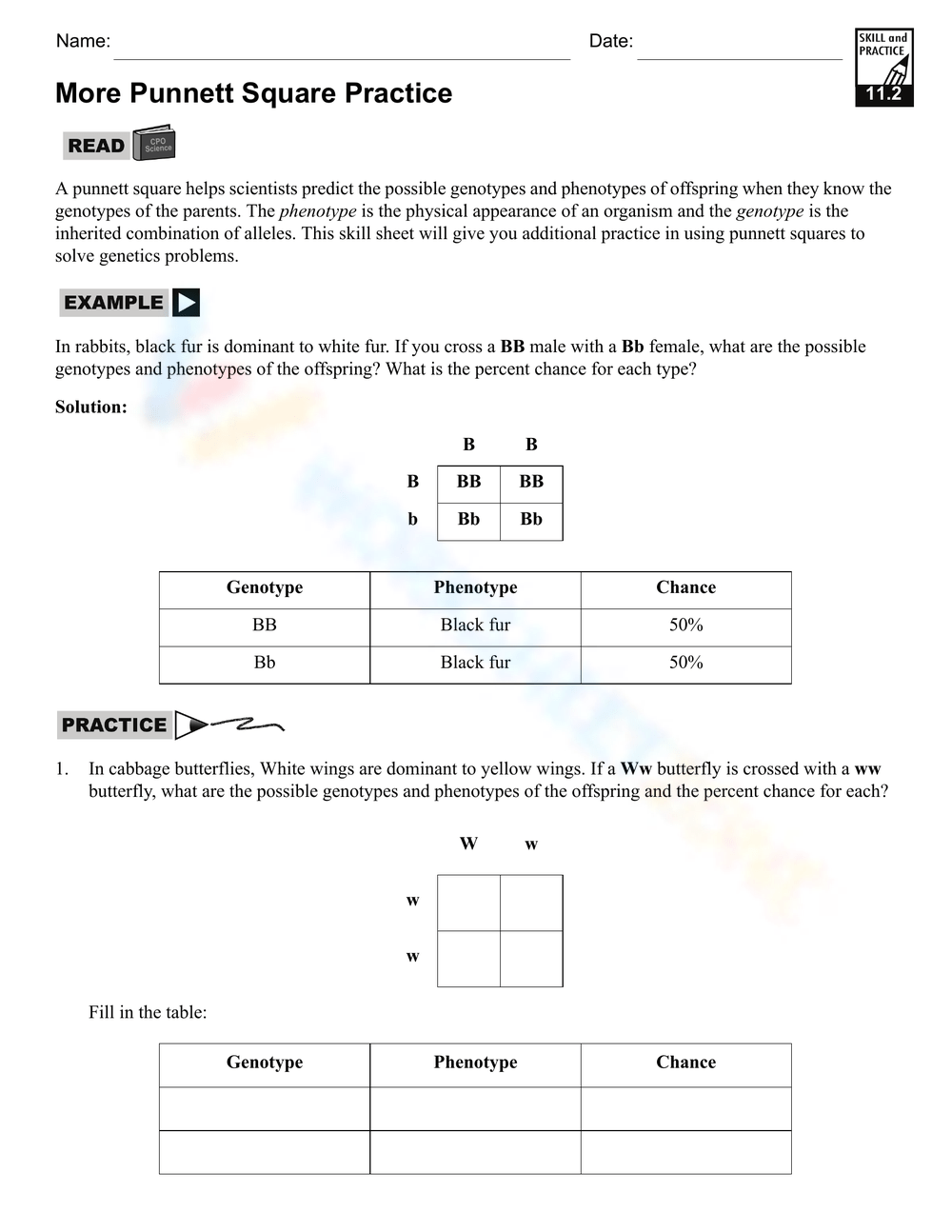 punnett square worksheet answer key