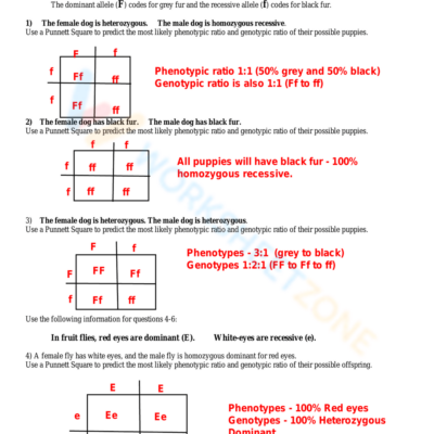 Printable 10th Grade Punnett Square Practice Worksheets