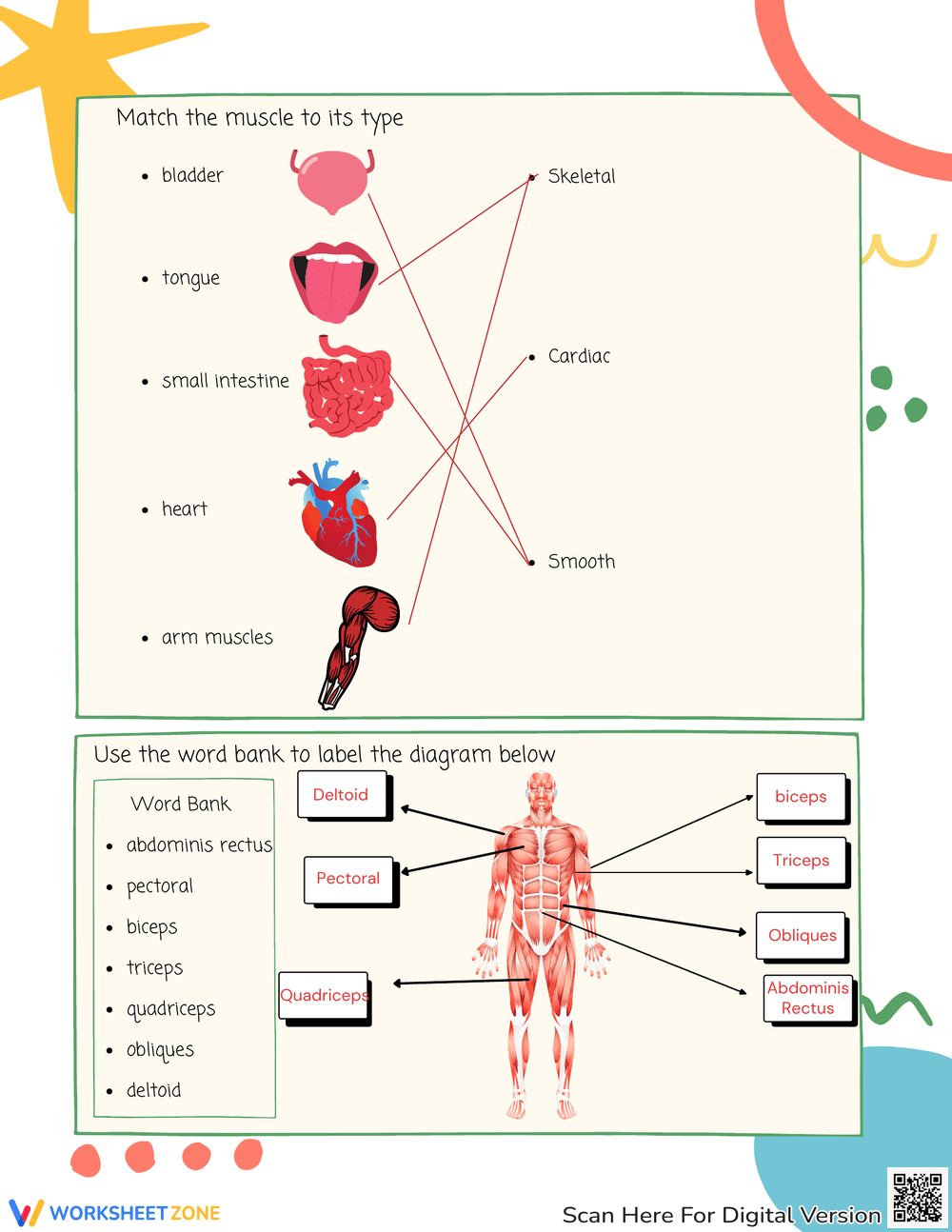 muscular system worksheet pdf muscular system worksheet pdf