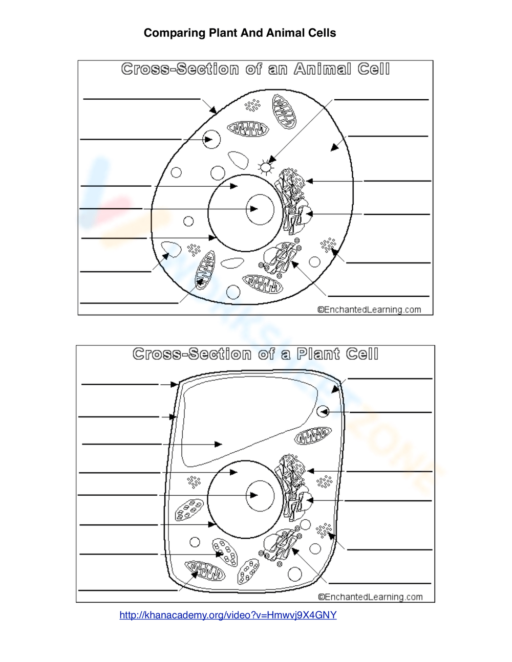 Printable 6th Grade Animal Cell Worksheets