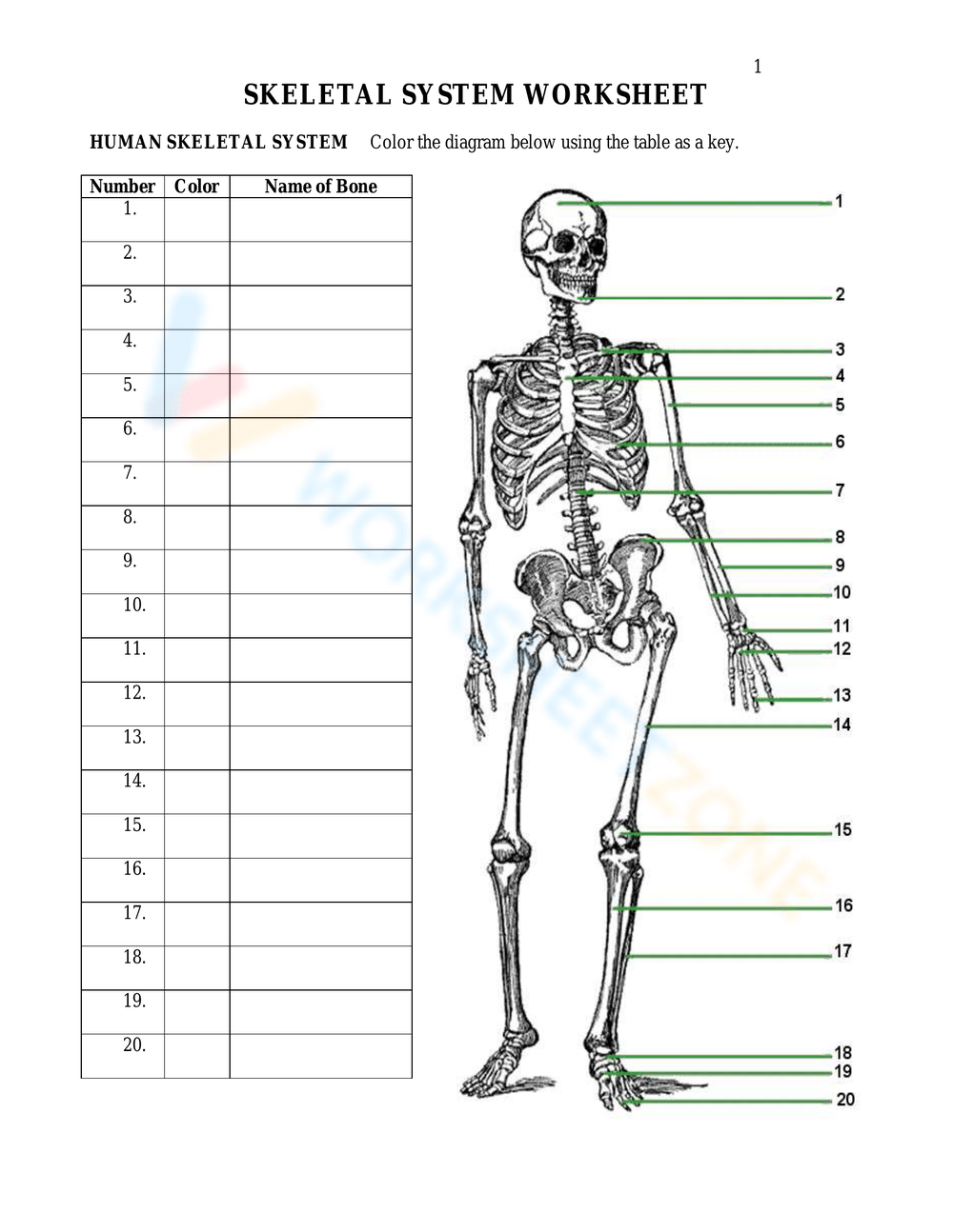 Printable 6th Grade Bones Worksheets