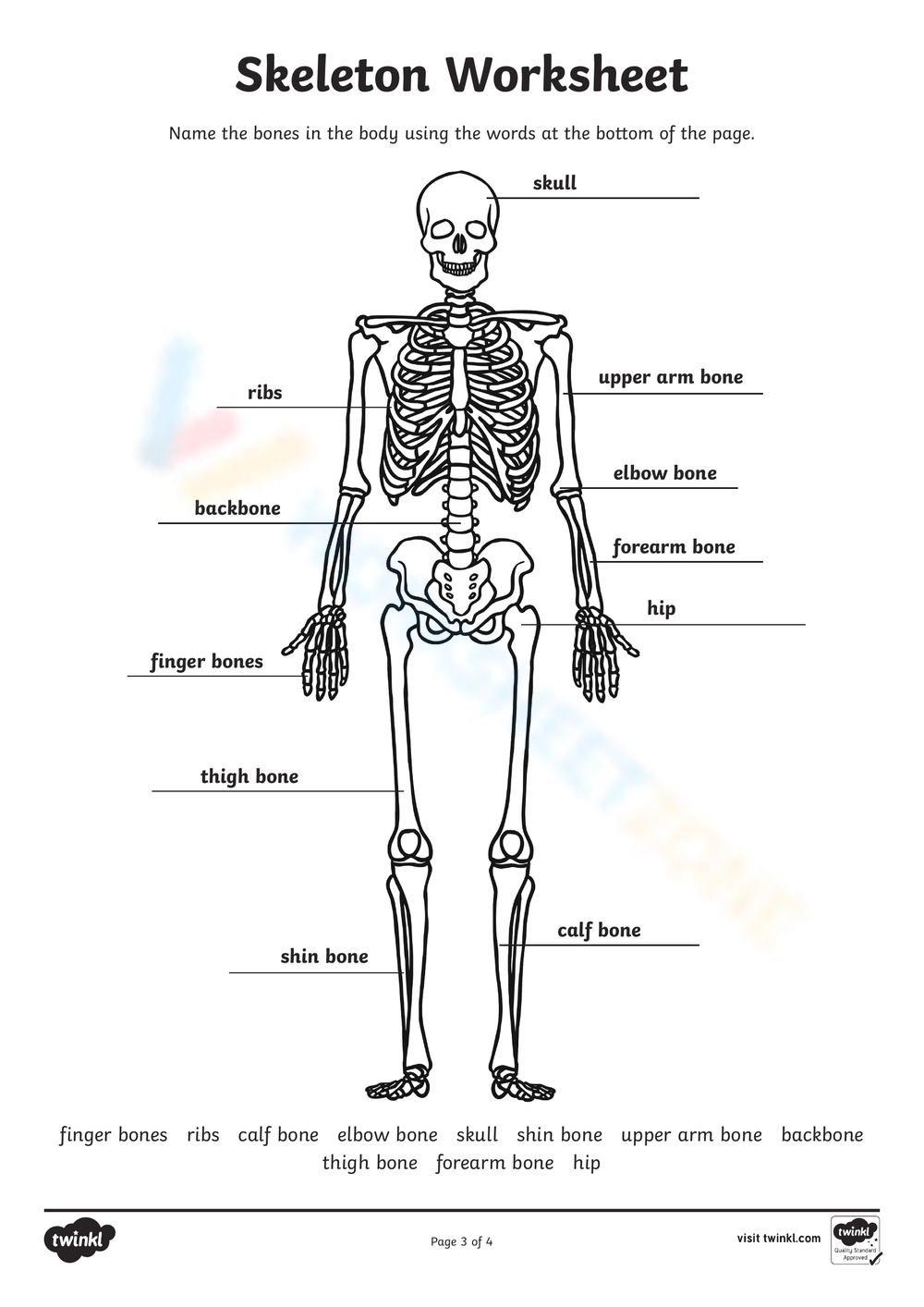 Printable 6th Grade Bones Worksheets