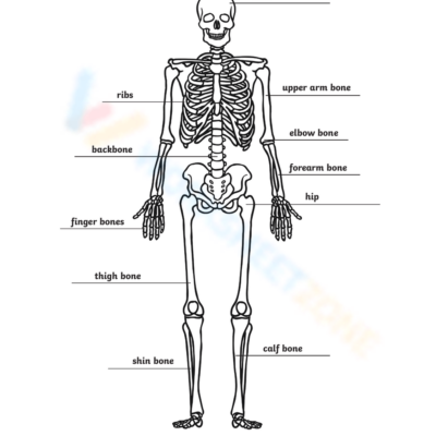 Printable 6th Grade Bones Worksheets
