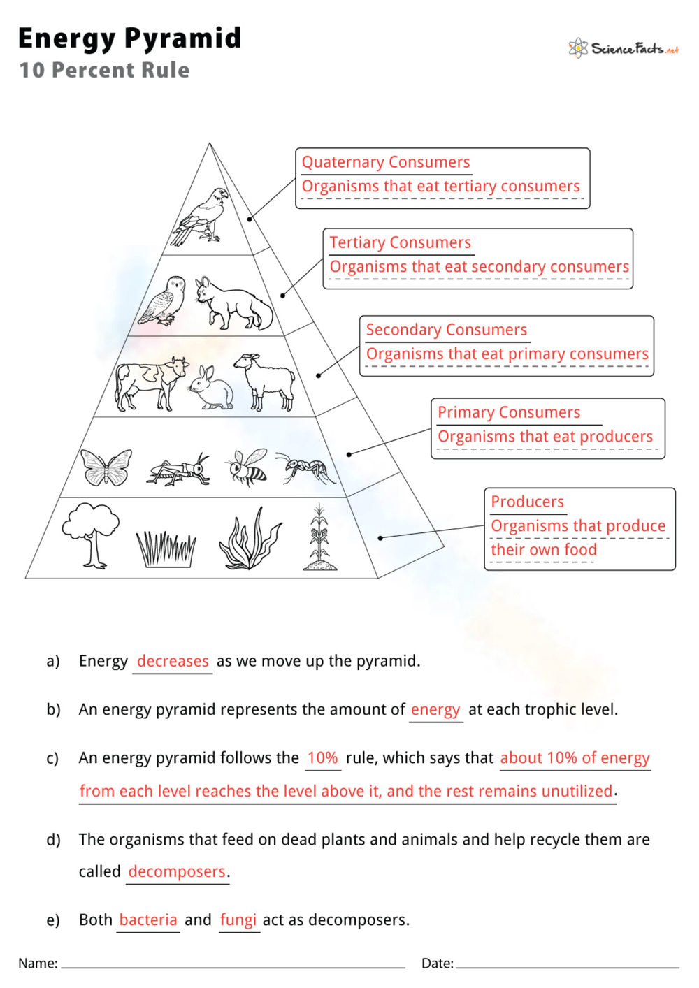 Printable 6th Grade Energy Pyramid Worksheets Printable 6th Grade Energy Pyramid Worksheets
