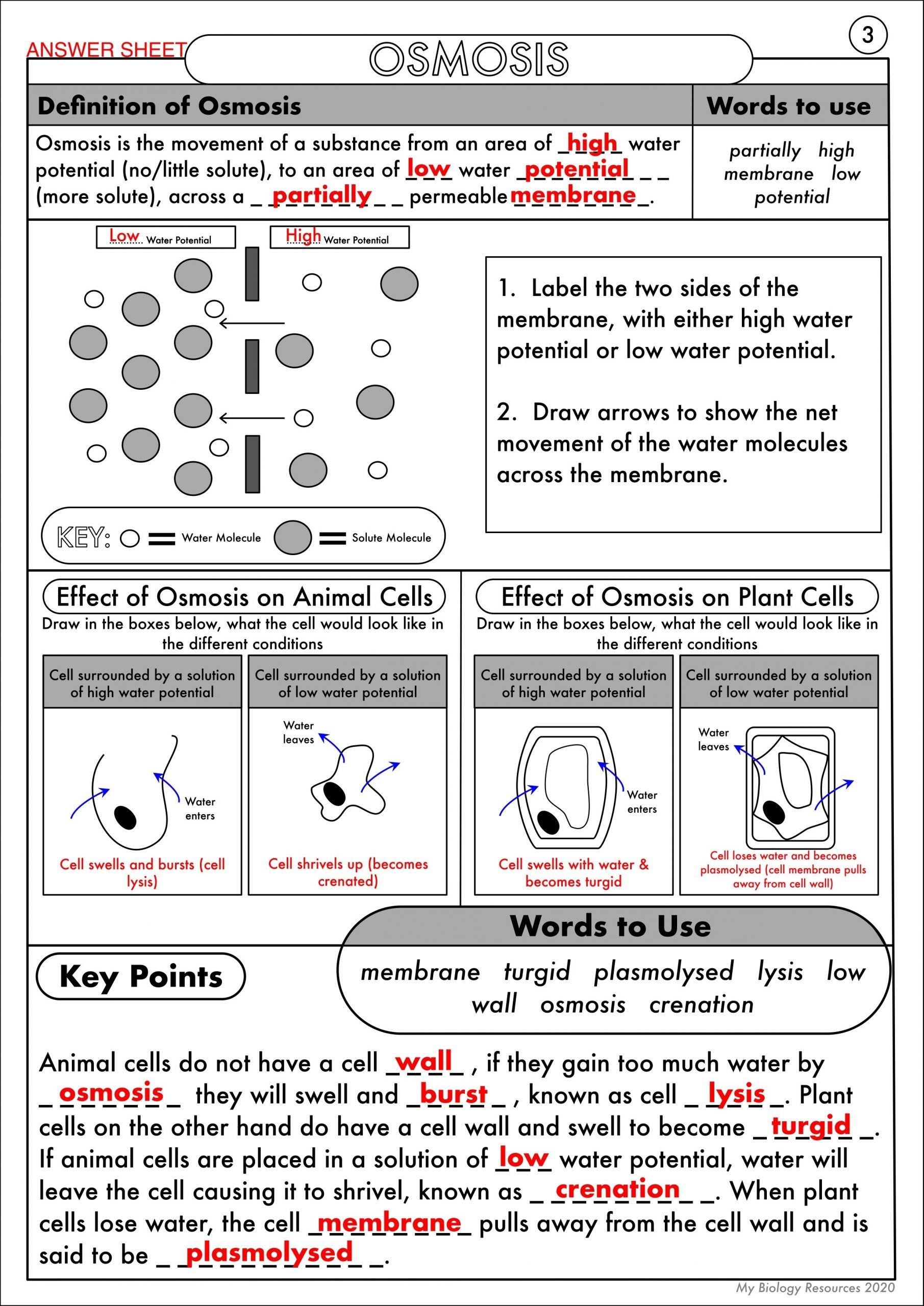 Printable 9th Grade Diffusion And Osmosis Worksheets