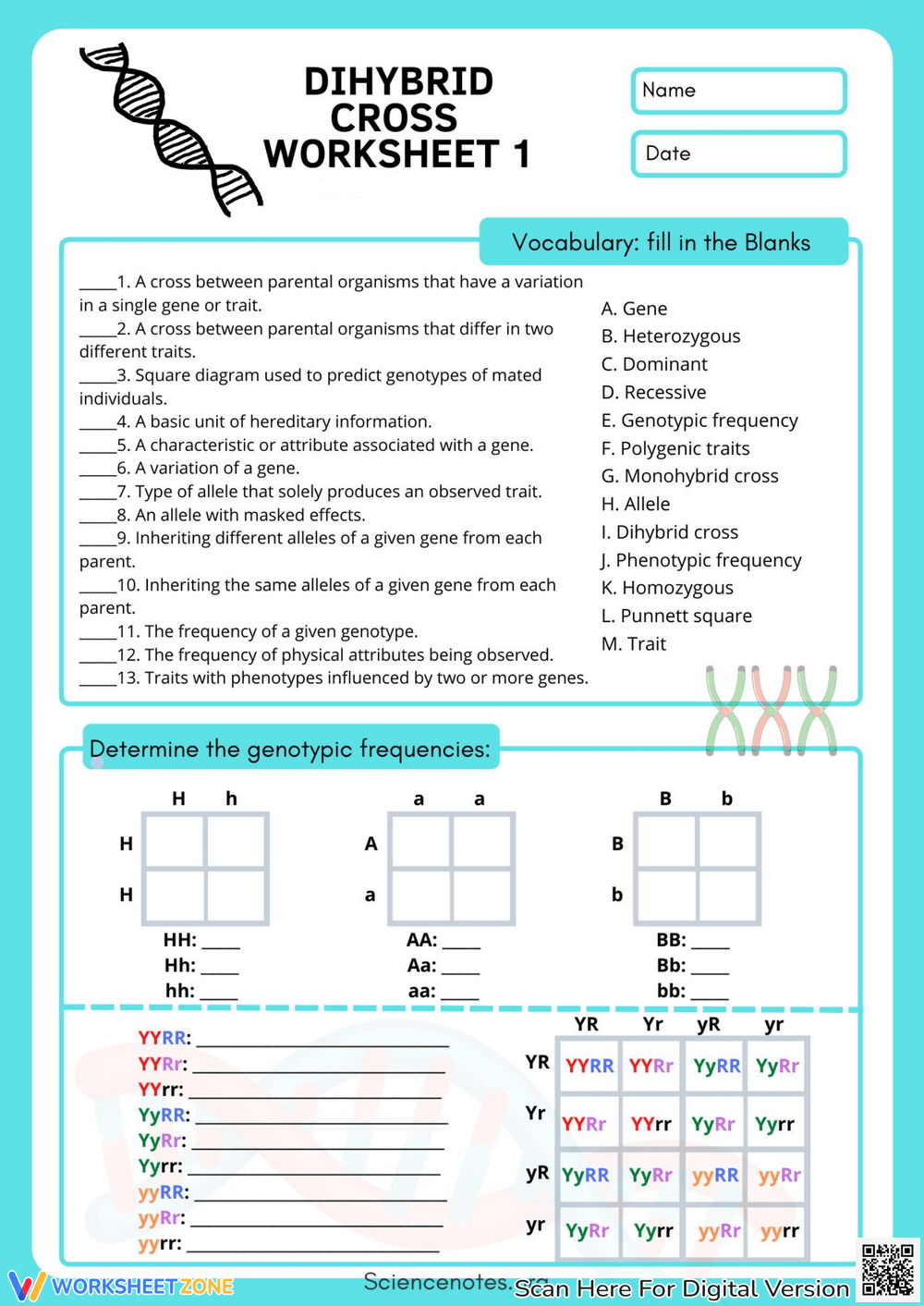 dihybrid cross worksheet with answers pdf