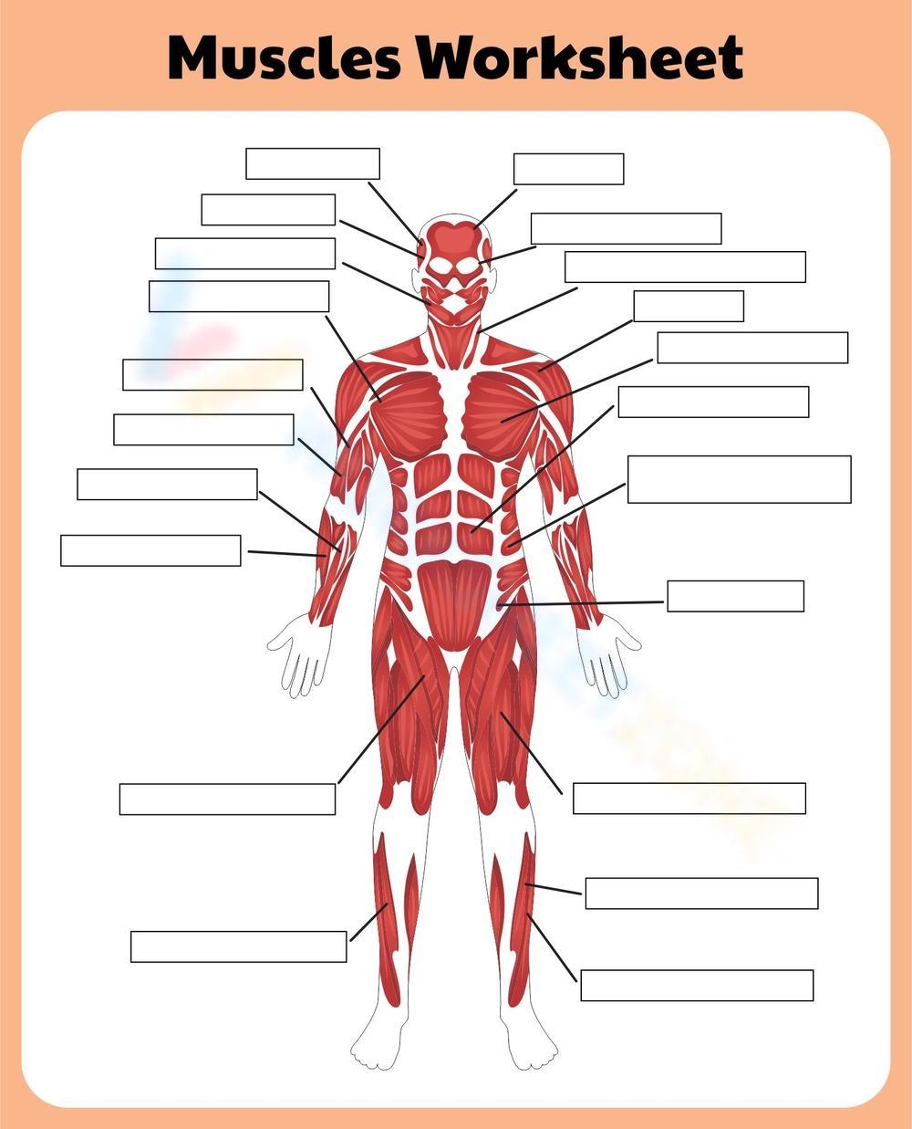 Printable 9th Grade Muscular System Worksheets Printable 9th Grade Muscular System Worksheets