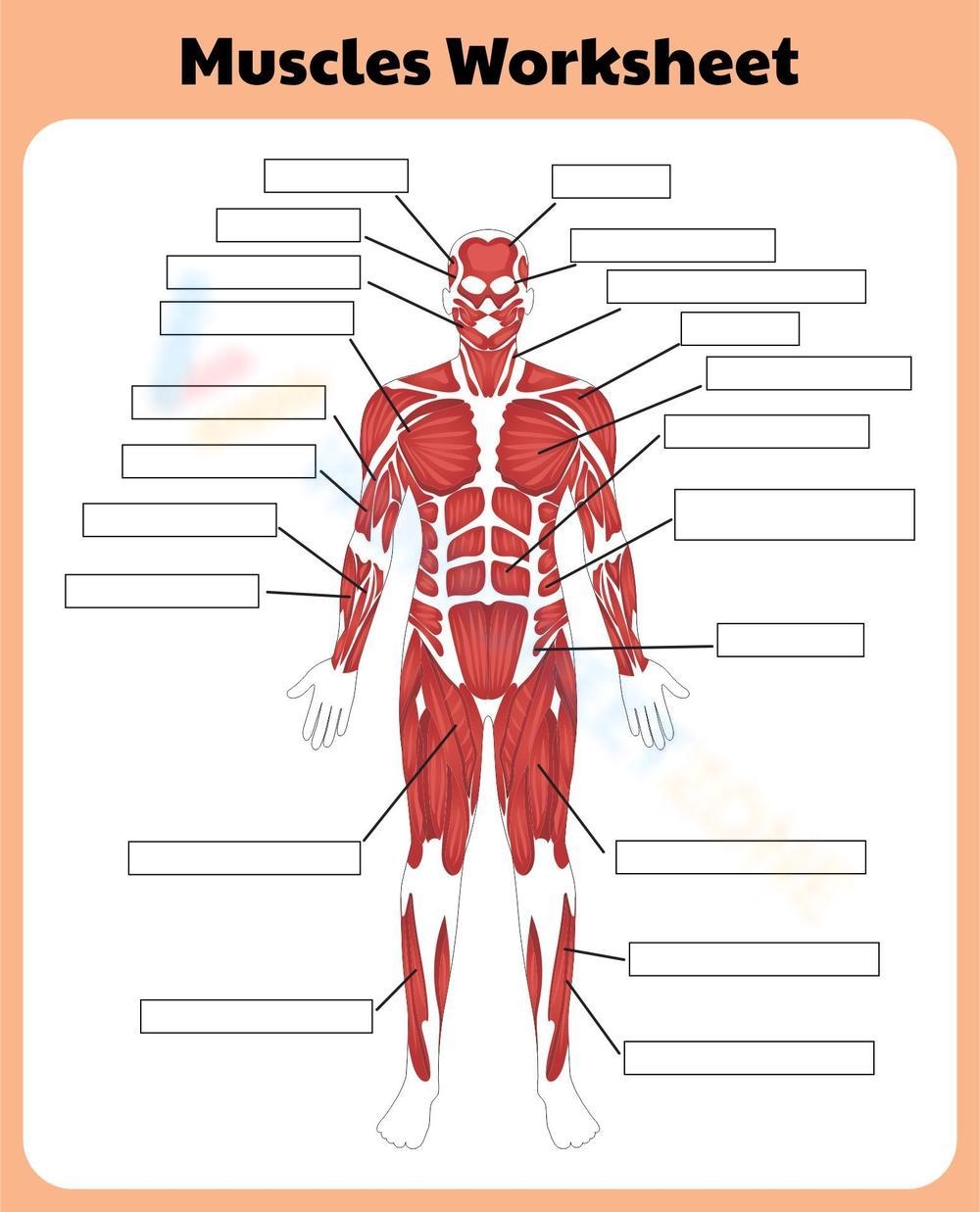 musculoskeletal system worksheet pdf
