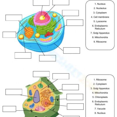 Printable Cell Structure And Function Worksheets Download