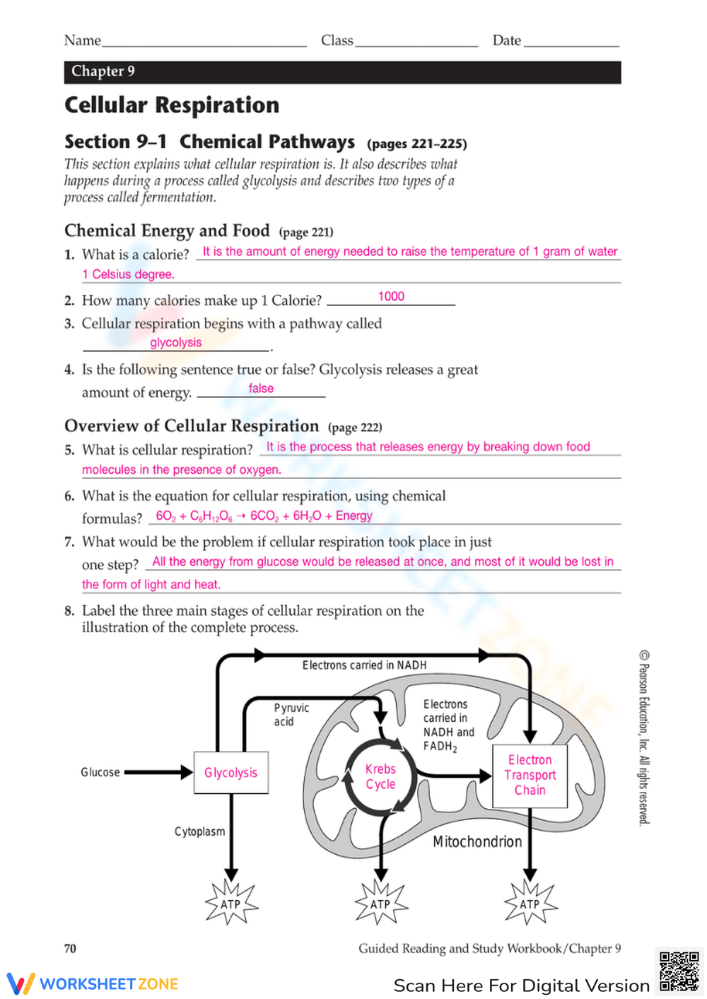 Printable Cellular Respiration Worksheets