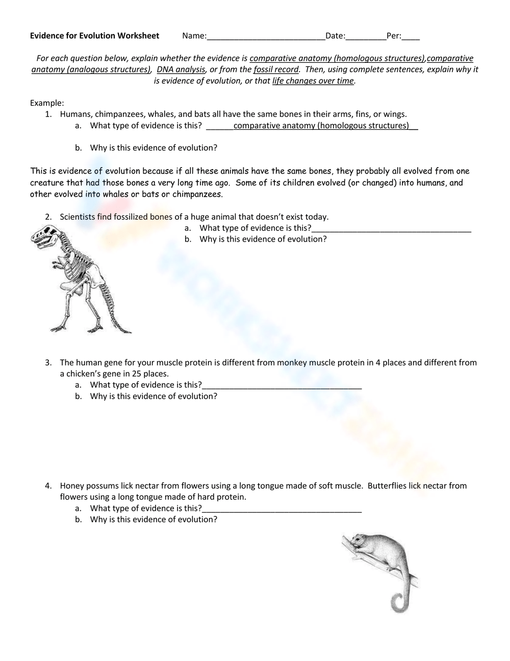 evidence for evolution worksheet answer key