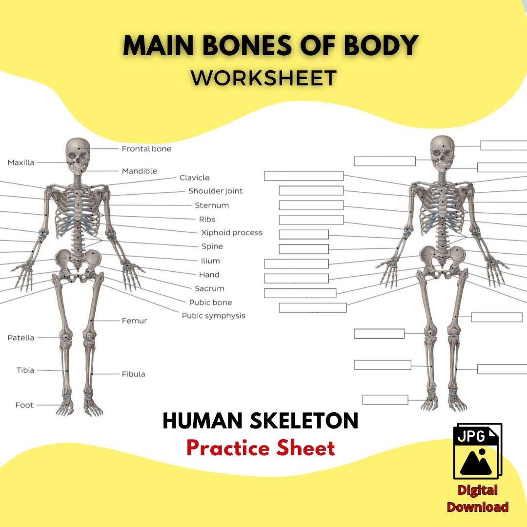 skeletal system worksheet pdf