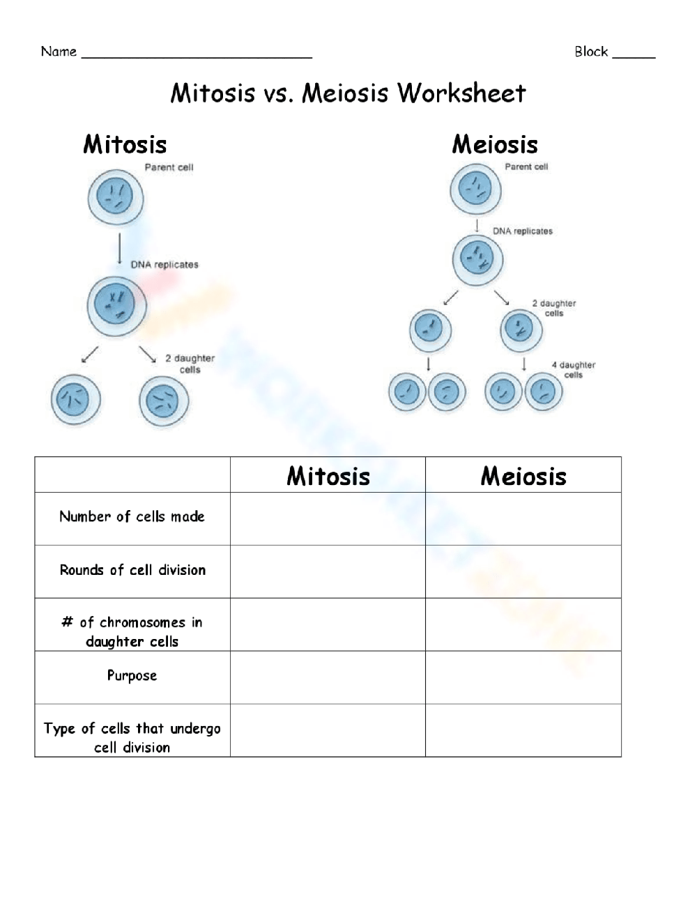 Printable Mitosis Verses Meiosis Worksheets Printable Mitosis Verses Meiosis Worksheets