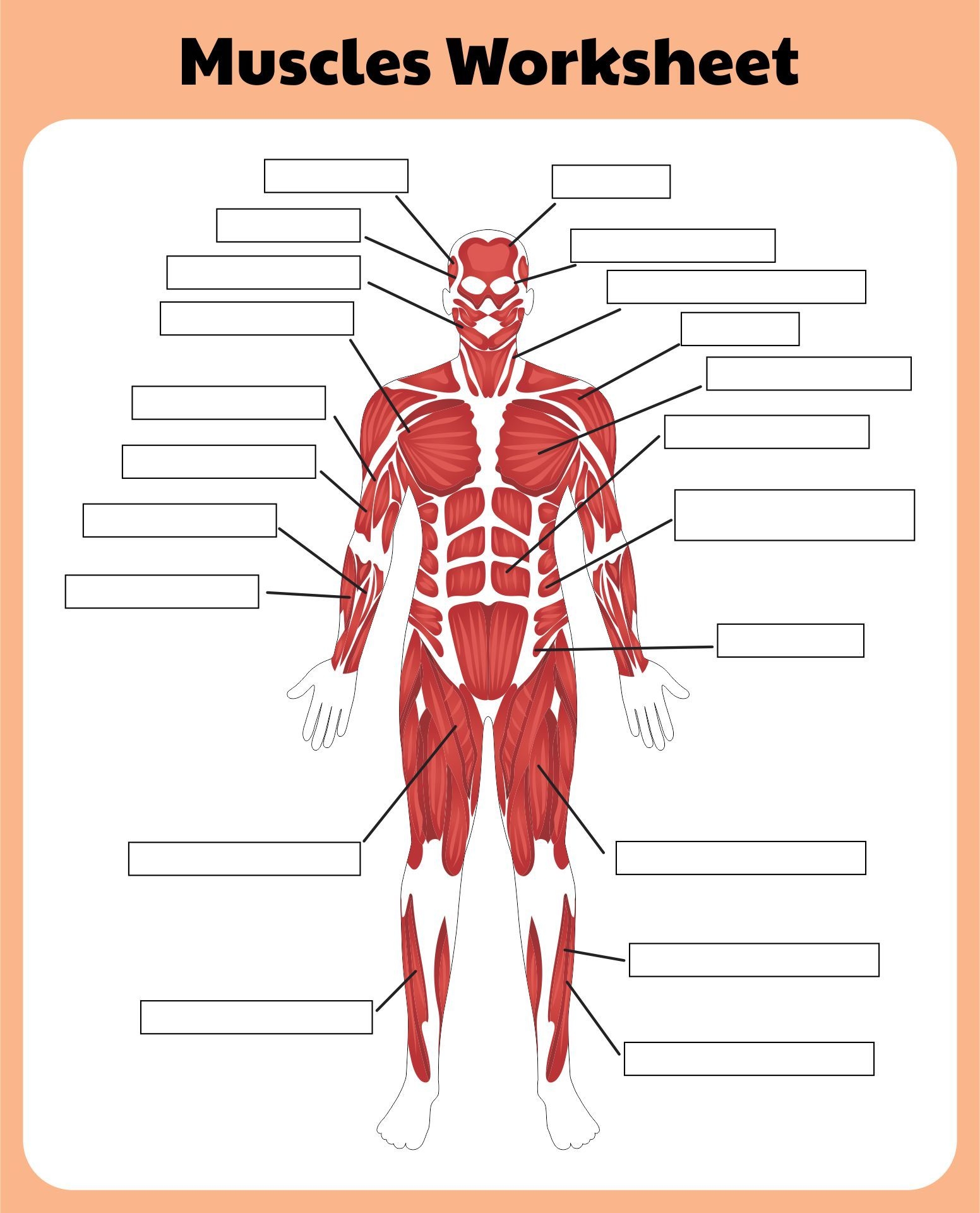 Printable Muscular System Worksheets Printable Muscular System Worksheets