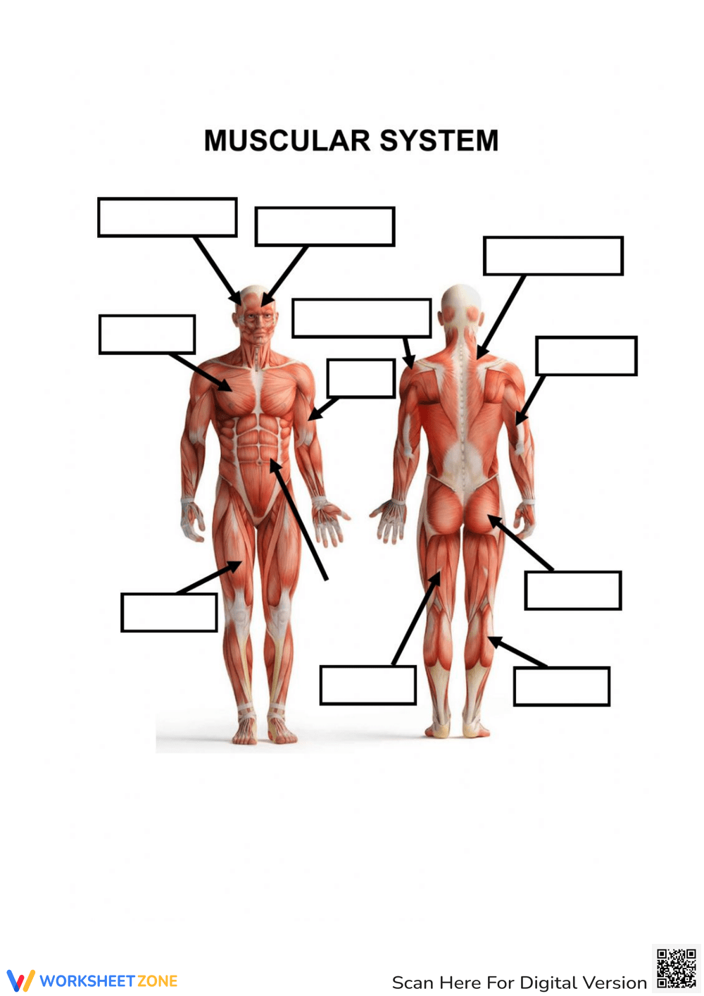 Printable Muscular System Worksheets Printable Muscular System Worksheets